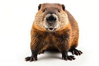 Mountain beaver wildlife animal mammal.