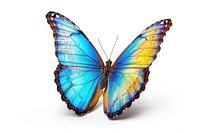 Morpho menelaus Butterfly butterfly invertebrate monarch.