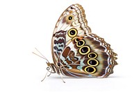 Morpho rhetenor Butterfly butterfly invertebrate accessories.