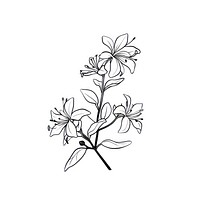 Honeysuckle flower illustrated graphics drawing.