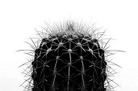 Notocactus Cuctus plant.
