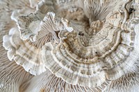 Mushroom Coral mushroom amanita wedding.