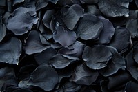 Black Dry Rose petals black blossom flower.