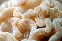 Clock Coral invertebrate outdoors mushroom.
