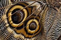 Emperor Butterfly wing butterfly invertebrate wildlife.