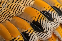 Golden Pheasant Bird Wing bird invertebrate butterfly.