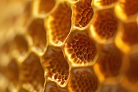 Golden Sea Coral honeycomb reptile animal.