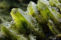 Jade Crystal seaweed plant algae.
