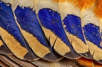 Purple-crowned Fairywren Bird Wing bird accessories accessory.