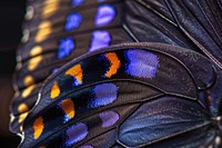 Purple Spotted Swallowtail Butterfly wing butterfly invertebrate accessories.