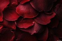 Rose petals texture geranium blossom flower.