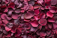 Rose petals texture blossom flower maroon.