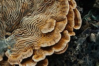 Stony Coral outdoors mushroom nature.