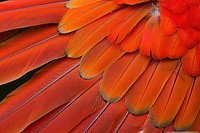 Scarlet Macaw Bird Wing bird animal parrot.