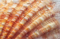 Sea Dollar Shell invertebrate medication seashell.