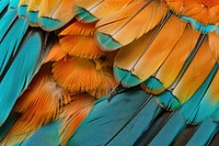 Turquoise-browed Motmot Bird Wing bird animal parrot.
