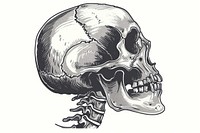 Skeleton head art illustrated drawing.