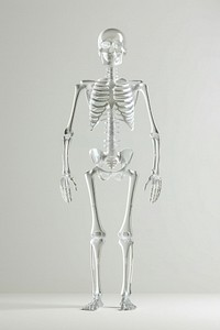 Human skeleton person.