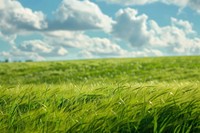 Green field with sky vegetation grassland landscape.