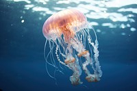 Photo of jellyfish under ocean invertebrate chandelier animal.