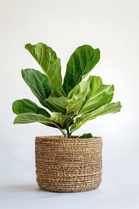 Fiddle leaf fig in basket pot planter pottery vase.