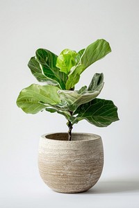 Fiddle leaf fig in biscuit ceramic pot cookware planter pottery.