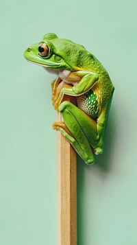 Vintage drawing wallpaper frog amphibian wildlife reptile.