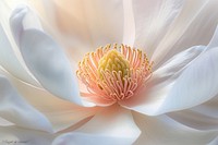Magnolia asteraceae blossom anemone.