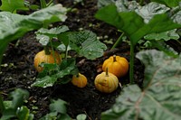 Pumpkin farm vegetation vegetable outdoors.
