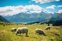 New zealand sheep landscape grassland.