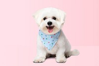 Small dog blue dotted scarf