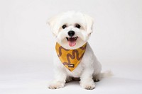 Dog's bandana mockup, pet psd