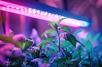 A smart indoor farm light plant lighting.