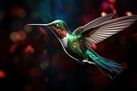 Hummingbird hovering in mid-air animal.