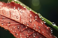 Leaf covered in morning dew droplet plant water.