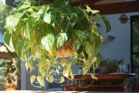 Hanging philodendron on a sunny patio vine planter pottery.