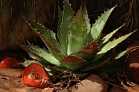 Succulent with signs of wear and tear plant aloe pineapple.