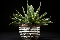 Variegated succulent with stunning markings plant aloe potted plant.
