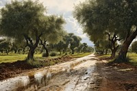 Olive grove glistening with raindrops tree vegetation landscape.