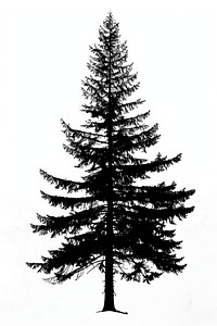 Pine tree silhouette conifer plant.