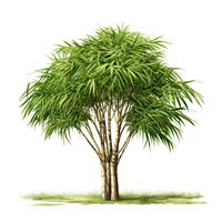 Sugar cane tree vegetation arecaceae plant.