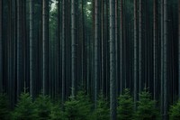 Deep pine forest background vegetation outdoors woodland.