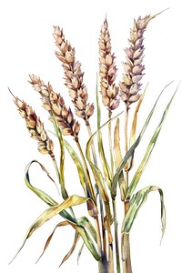 Wheat produce plant grain.