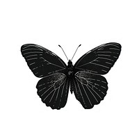 Butterfly art invertebrate silhouette.