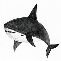 Shark art illustrated drawing.