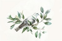 Dove animal pigeon plant.