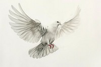 Dove drawing illustrated animal.