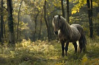 Dwarf horse vegetation outdoors woodland.