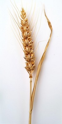 Wheat produce grain plant.