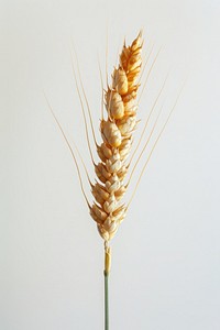 Wheat produce grain food.